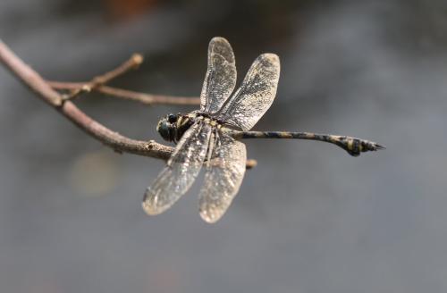 Réf. 196 805 : Ictinogomphus decoratus